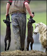 farmer carries dead sheep