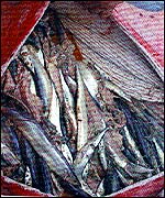 Whale's stomach cut open to reveal thousands of fish