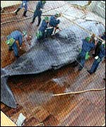 Sperm whale being measured