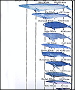 Graph showing size of whales