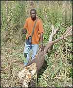 A tree knocked over by an elephant