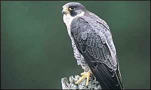 Peregrine falcon