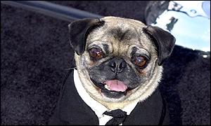 Moshu the celebrity pug 