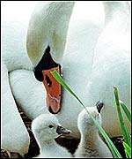 Two cygnets snuggle up to their mother