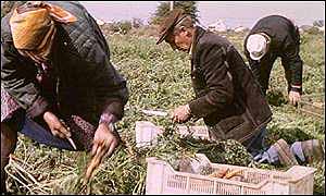 Polish farmers tend carrots