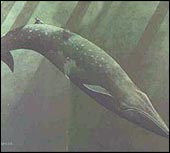 Sei whale (picture courtesy of Noaa)