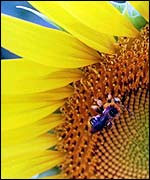 Hungry bees are more likely to sting