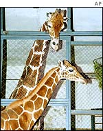 Giraffes Samson (background) and Lyuba (underneath) meet for the first time in Moscow Zoo