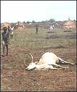 Carcass of cattle 