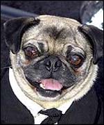 Dog that stars in Men in Black II
