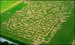 Maze of Maize