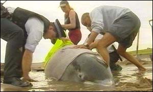 Dolphin stranded on the beach at Cramond
