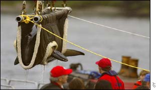 The whale being lifted onto the boat