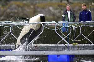 Springer breaches inside her pen after arriving 