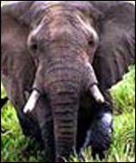 African elephant, BBC