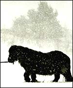 Pony in snow on the Scottish borders (PA)