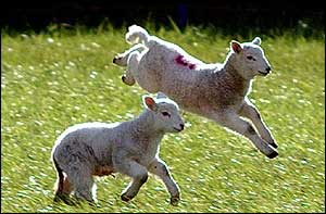 Gambolling lambs PA