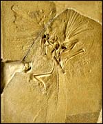 Archaeopteryx fossil, Natural History Museum