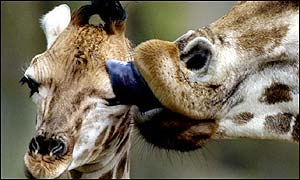 Sapphire gets a lick of approval from her mum