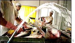 Vietnamese men work in a catfish factory