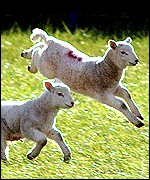 Leaping lambs