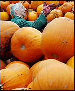 Pumpkin farmer