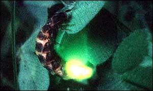 Glow worm pic from UK Glow worm Survey Home Page