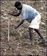 Farmers plant seeds on their land near the town of Konso, in southern Ethiopia, Tuesday, April 11, 2000.