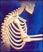 Skeleton