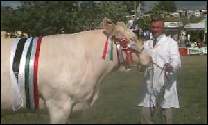 Royal Welsh show champion 