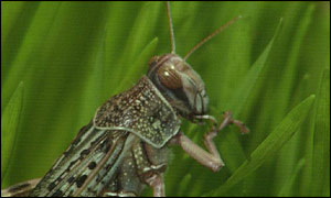 Locust