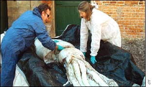 Giant squid being taken to musuem in Hobart