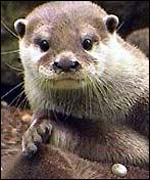 Otter