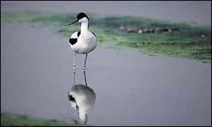 Avocet photo by Chris Gomersall (RSPB-Images.com)