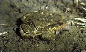 A common toad