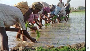 Farmers sowing in India