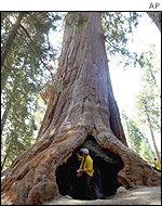 A giant sequoia tree