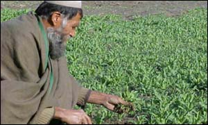 Afghan opium farmer