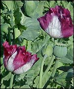 Poppies