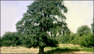 Oak tree