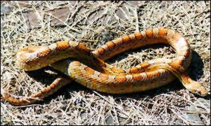 Corn snake