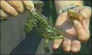 Gourmet frog from Russia.