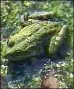 Russian farmers are optimistic about selling their frogs legs on the world market.