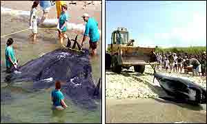 Cape Cod, off the coast of Massachusetts 