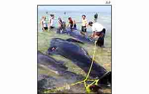Cape Cod, off the coast of Massachusetts 