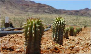 Hoodia cactus