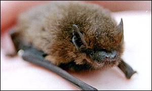 The pipistrelle bat