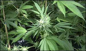 Marijuana plants, BBC