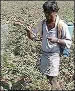 Farm-worker spraying