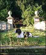 Dog in the overgrown garden